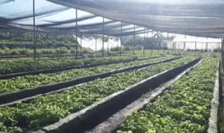 Insertadas en movimiento agroecológico fincas de Cienfuegos