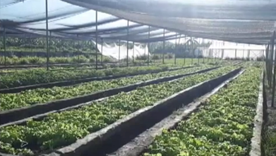 📹 Insertadas en movimiento agroecológico fincas de Cienfuegos