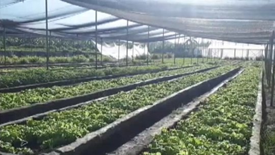 Insertadas en movimiento agroecológico fincas de Cienfuegos