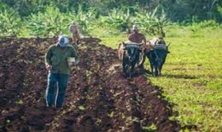 Intensifican en quehacer agrícola en polos productivos de Cienfuegos