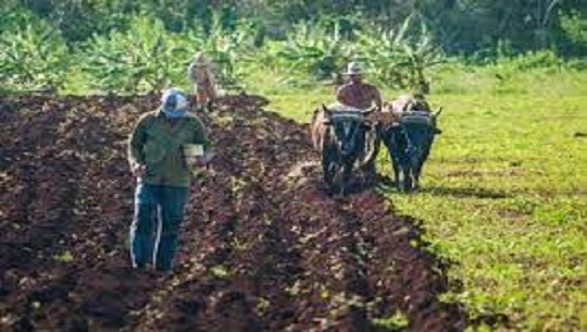 🎧 Intensifican recuperación de las tierras ociosas en Cienfuegos