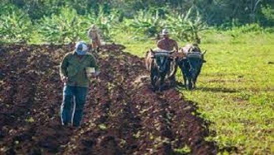 Intensifican en quehacer agrícola en polos productivos de Cienfuegos