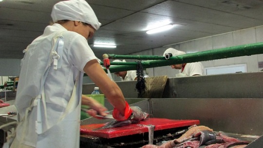 Estándares de calidad avalan proceso del pescado en Cienfuegos