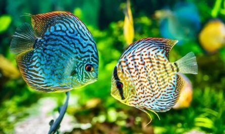 Cambio climático puede impactar sostenibilidad de población de peces