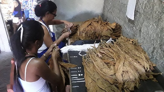 Producen en Cienfuegos tabaco agroecológico para la exportación (+Fotos )