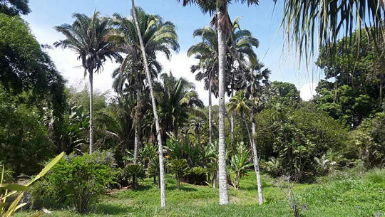 En Cienfuegos acto central por Día Mundial del Medio Ambiente