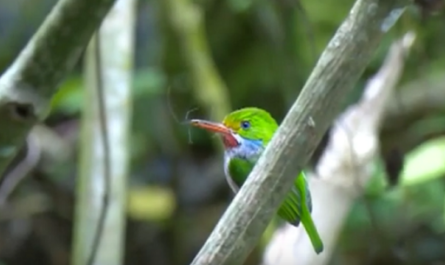 Ejecuta Cienfuegos estrategias para erradicar el tráfico de especies