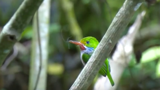 📹 Ejecuta Cienfuegos estrategias para erradicar el tráfico de especies