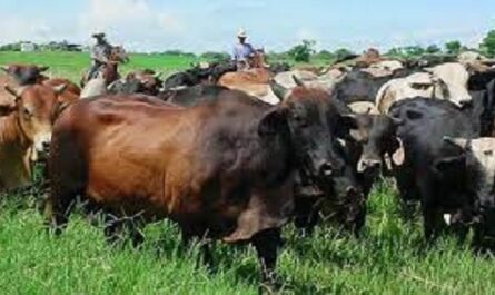 Enjuician delitos relacionados con el hurto y sacrificio de ganado mayor en Cienfuegos