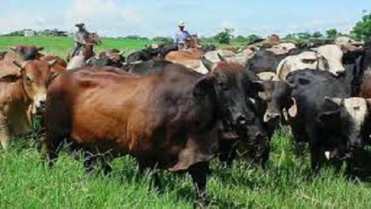 🎧 Enjuician delitos relacionados con el hurto y sacrificio de ganado mayor en Cienfuegos