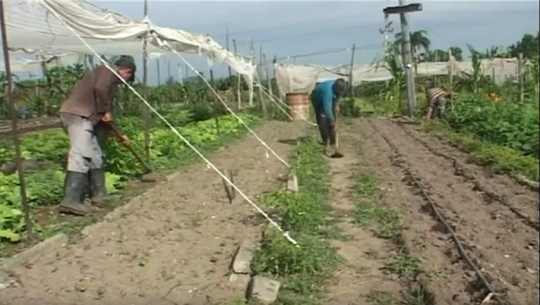 📹 Muestra resultados organopónico Tablón II de Cumanayagua