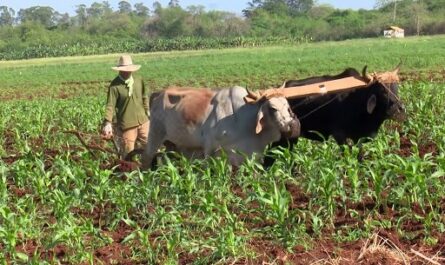 Producen en Cienfuegos semillas, como garantía de soberanía alimentaria