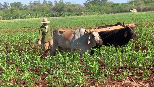 📹 Producen en Cienfuegos semillas, como garantía de soberanía alimentaria