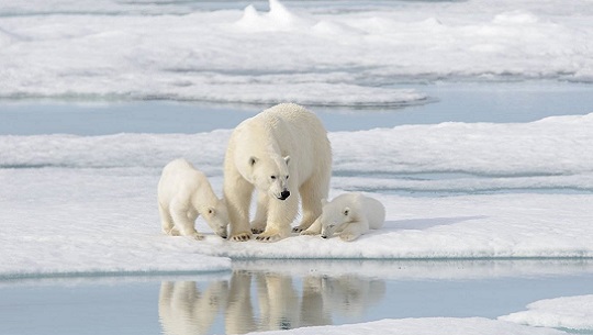 No habrá hielo marino en el Ártico en verano de la década de 2030