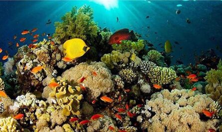 Arrecifes de coral del Caribe en alto riesgo durante verano de 2023 (Foto tomada de Prensa Latina)