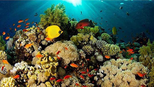 Arrecifes de coral del Caribe en alto riesgo durante verano de 2023
