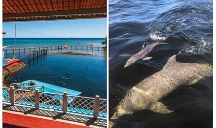 Logran tercera cría en cautiverio en Delfinario de Cienfuegos