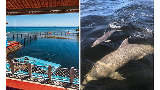 Logran tercera cría en cautiverio en Delfinario de Cienfuegos