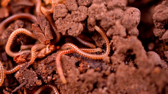 🎧 Científicos rusos logran revivir gusanos congelados por más de 46 mil años en Siberia