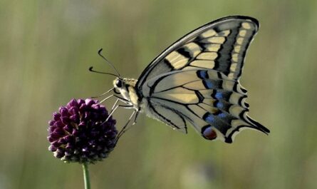 Los expertos califican de "nefastas" la condiciones meteorológicas de este verano para las mariposas y los artrópodos en general. / EFE/EPA/Attila Kovacs