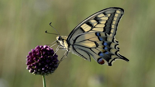 Los expertos califican de "nefastas" la condiciones meteorológicas de este verano para las mariposas y los artrópodos en general. / EFE/EPA/Attila Kovacs