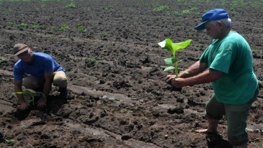 Urge aprovechar más las lluvias en reforestación de Cienfuegos