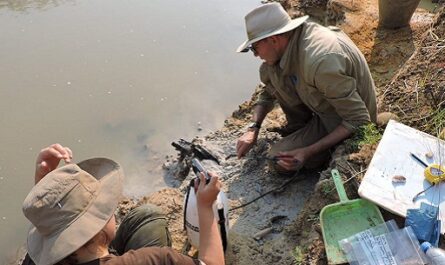 Científicos de las universidades de Liverpool y de Aberystwyth, ambas en Reino Unido, presentan en un estudio en la revista Nature con evidencias fósiles de antiguas estructuras de madera del Pleistoceno descubiertas en la cuenca del río africano Kalambo (Zambia).