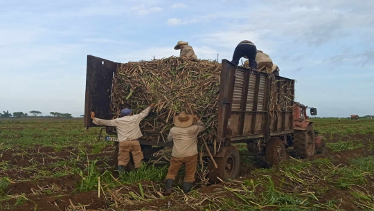 Proponen en Cienfuegos siembra de 66 hectáreas de caña en saludo al 5 de septiembre