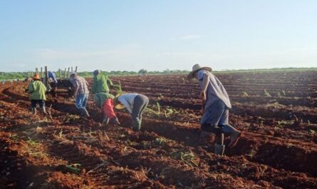 Inicia campaña de frío con retos para la agricultura en Cienfuegos