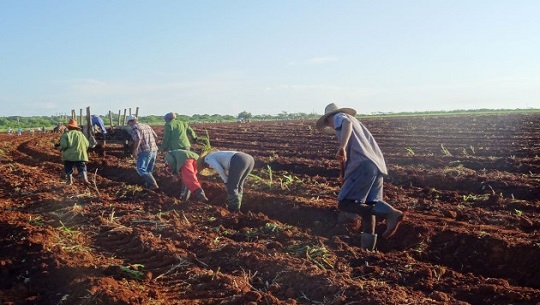 Inicia campaña de frío con retos para la agricultura en Cienfuegos