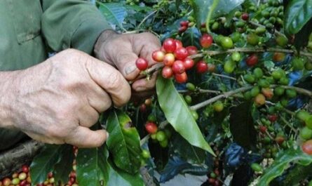 Preparan condiciones para inicio de cosecha cafetalera en Cumanayagua