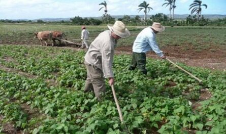 Presenta Cienfuegos baja tasas de desempleo