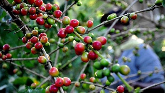 Acopian primeros granos de café en las montañas de Cienfuegos