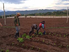 En Cienfuegos sembrarán 30 hectáreas de tabaco, dijo Vicente Torres García, director de producción agrícola en la Empresa de acopio, beneficio y torcido de tabaco.