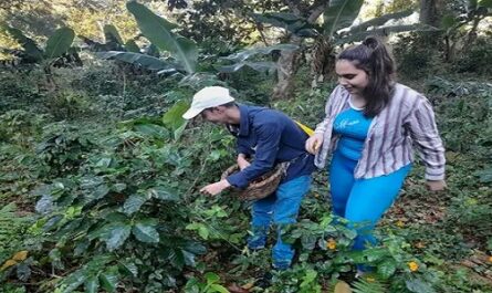 Apoyan jóvenes cienfuegueros cosecha cafetalera