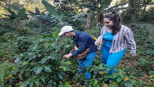 Apoyan jóvenes cienfuegueros cosecha cafetalera