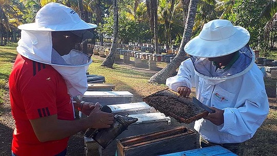 Aprovechan apicultores de Cienfuegos etapa alta de miel en Cuba