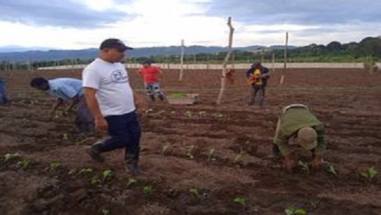 🎧 Comenzó campaña de siembra de tabaco en Cienfuegos