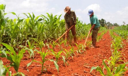 Créditos para el sector agropecuario en Cienfuegos