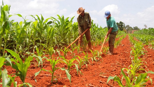 Créditos para el sector agropecuario en Cienfuegos