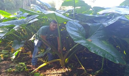 Iroel Sánchez campesino y cubano convencido