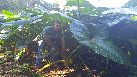 🎧 Iroel Sánchez: campesino y cubano convencido