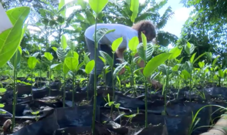 Jardín Botánico de Cienfuegos en programa alimentario