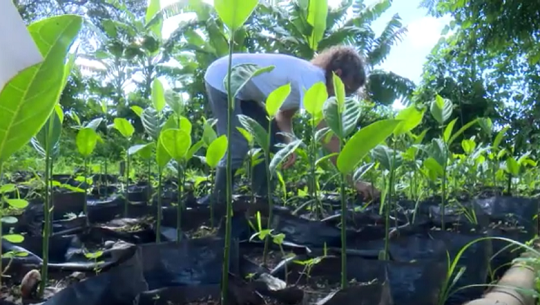 📹 Jardín Botánico de Cienfuegos en programa alimentario nacional