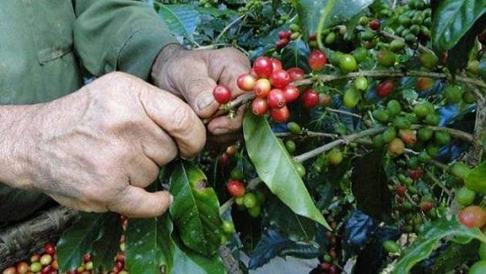 Comenzó cosecha cafetalera en las montañas de la provincia Cienfuegos