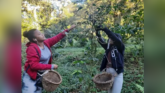 Apoyan jóvenes cienfuegueros cosecha de café en la montaña