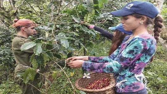 Del campo a la taza