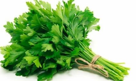 El Cilantro, propiedades y beneficios