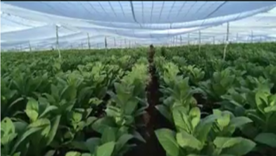 📹 Plantadas cuatro hectáreas de tabaco en la finca El Porvenir, de Cumanayagua