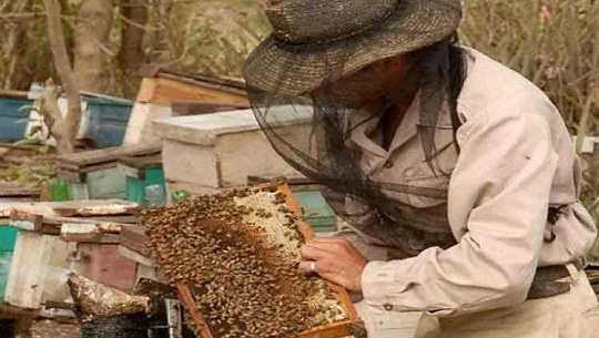 Trabajan por recuperación del plan anual de producción de miel en Cienfuegos